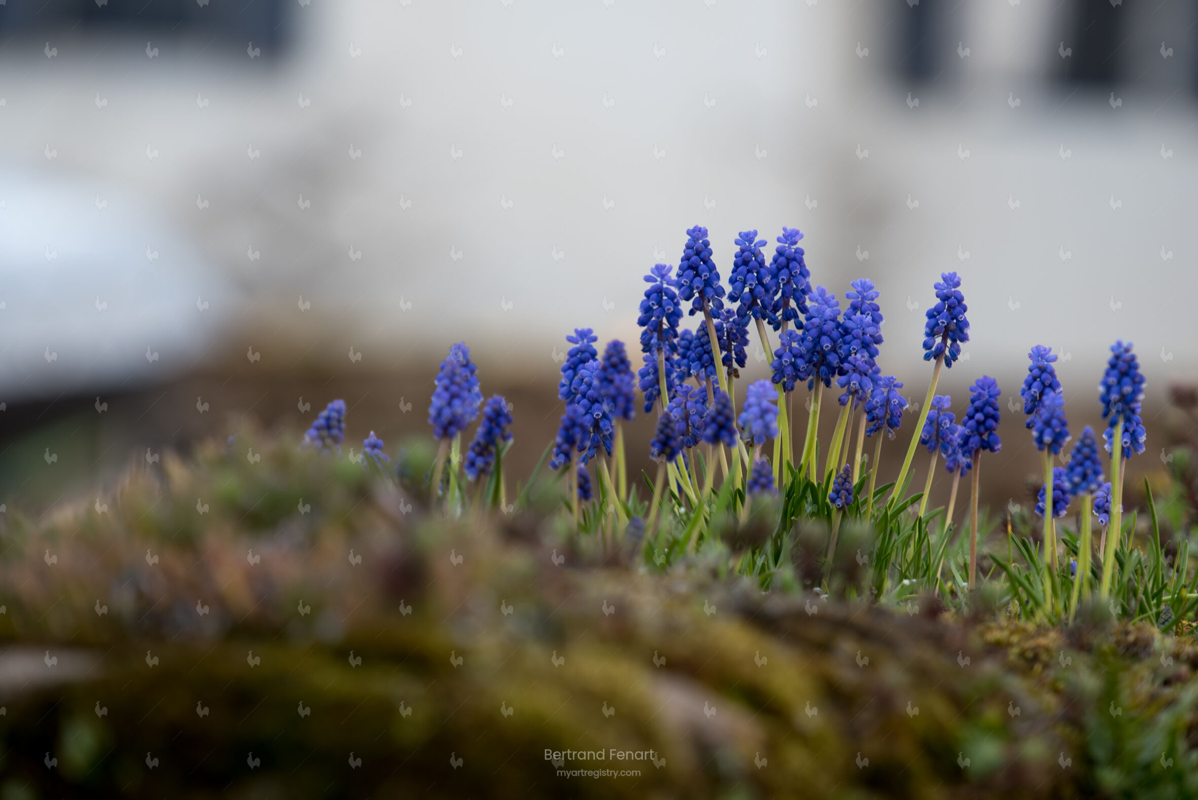 N°07 - Muscari d'Arménie à Rosclédan