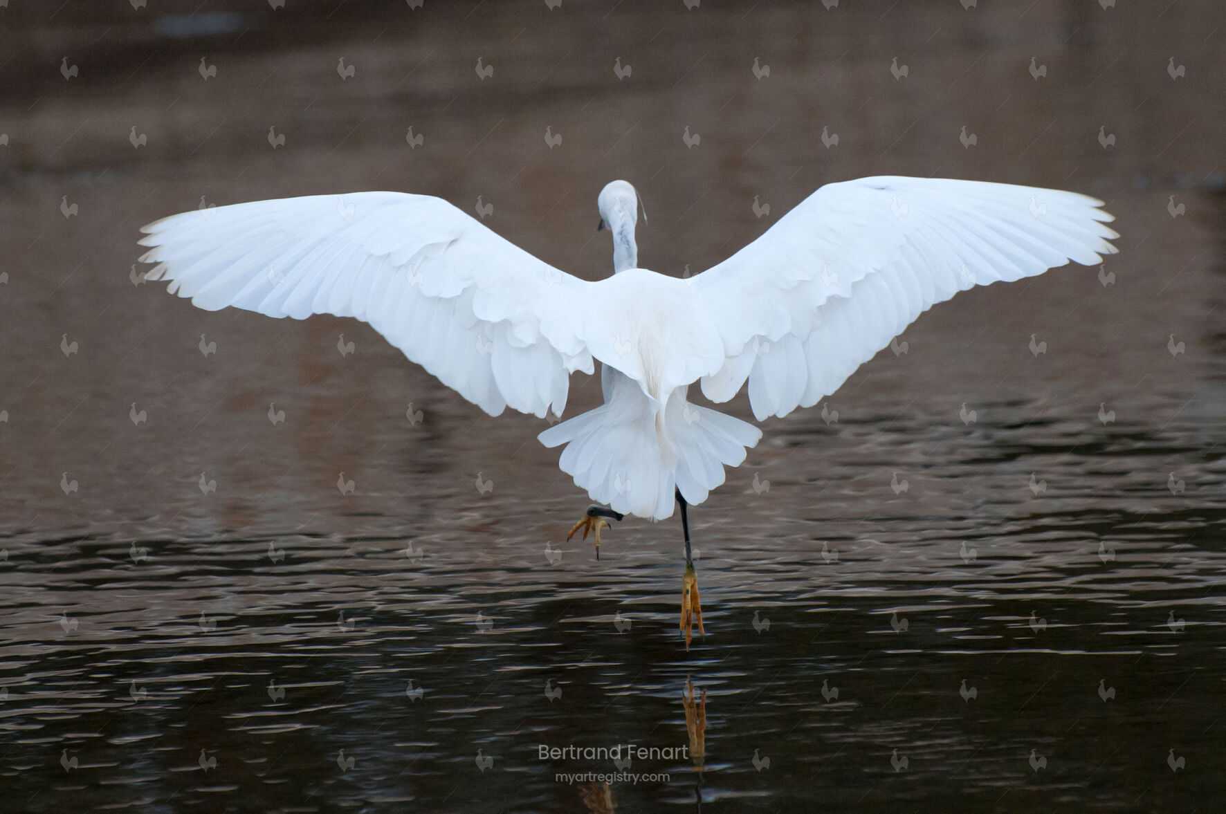 N°11 - L'envol de l'Aigrette garzette