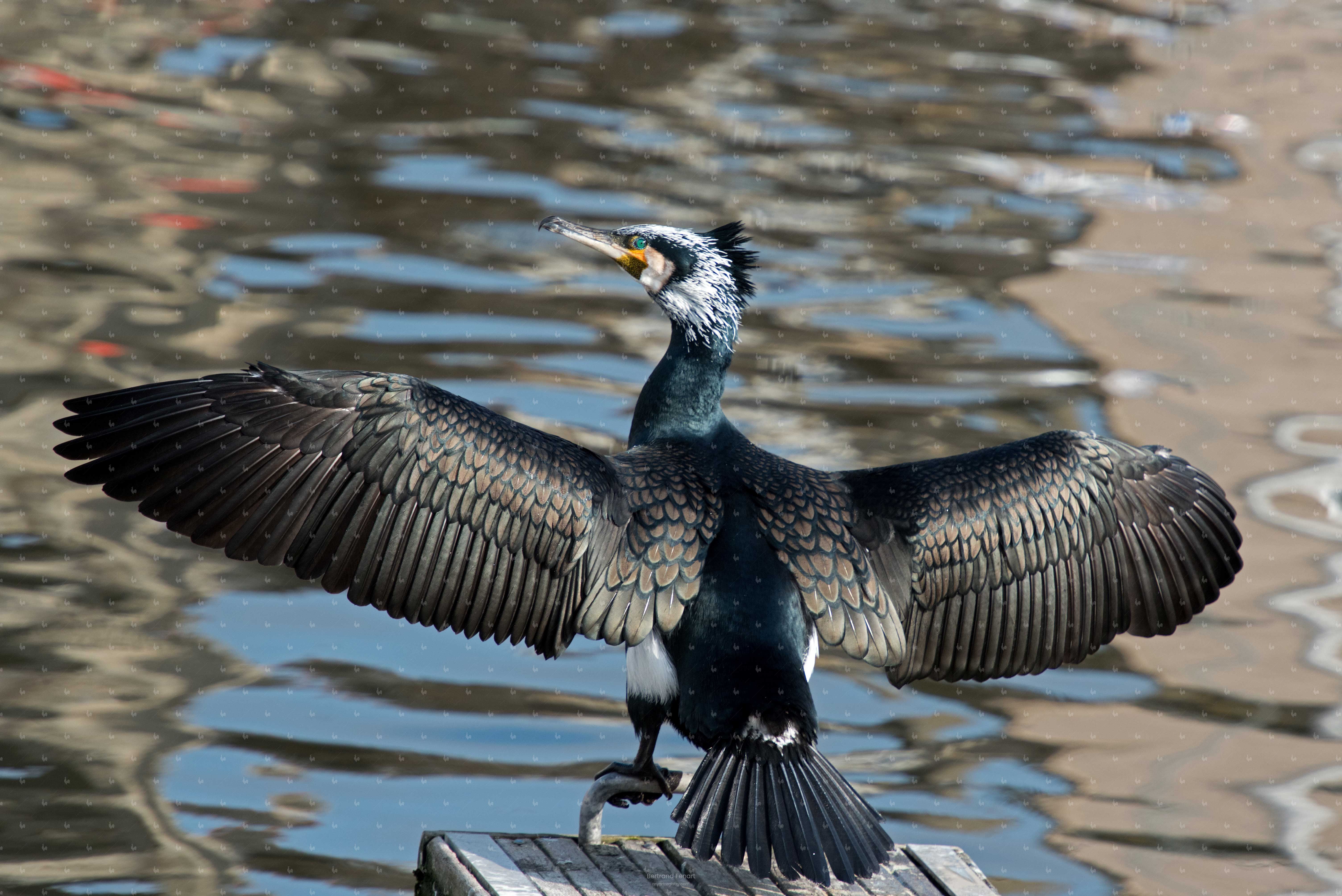 N°01- Grand cormoran en livrée de parade nuptiale