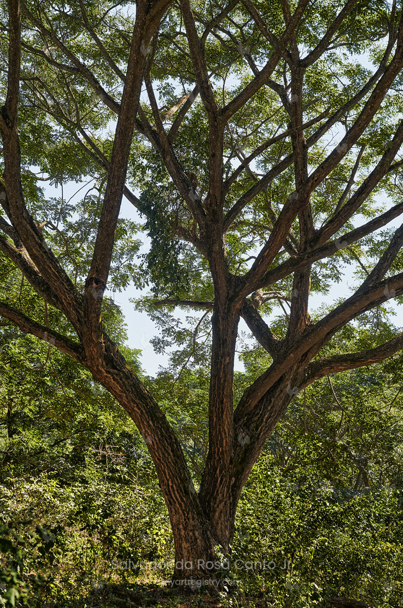 Árvore em Ilha dos Pombos