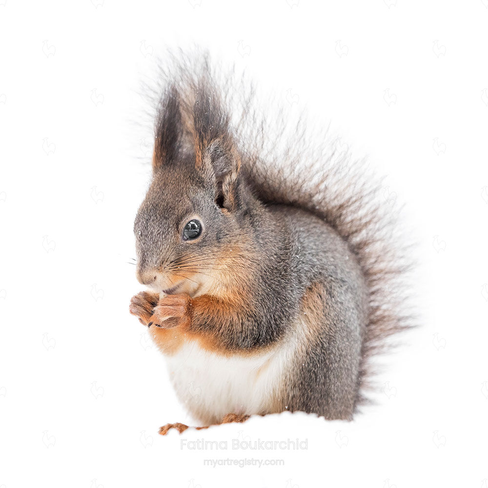A Red Squirrel In Snow