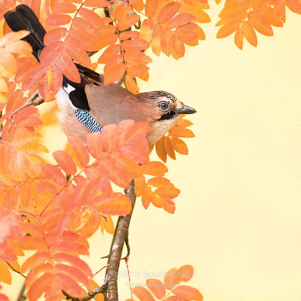 Autumn Colours