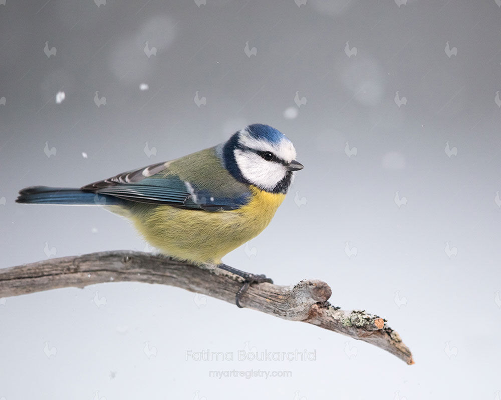 The Blue Tit