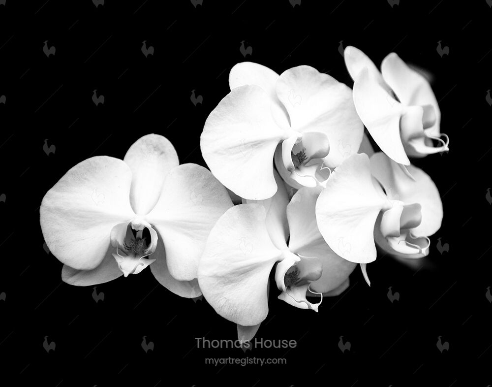 Orchids 12