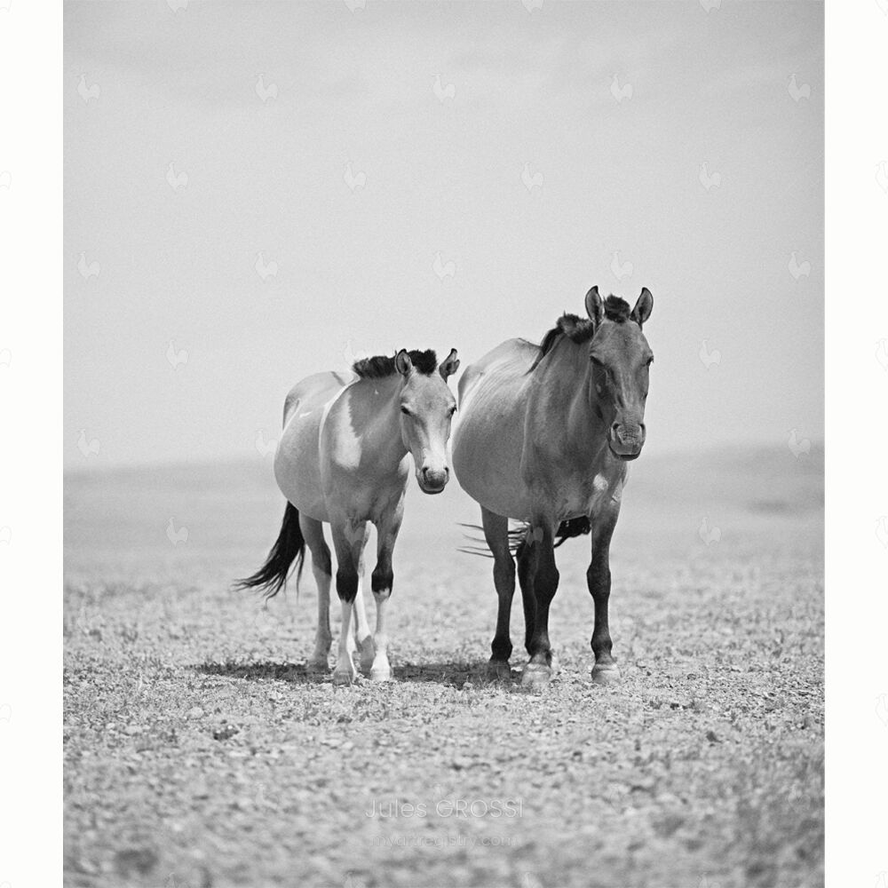 Mongolia n°11