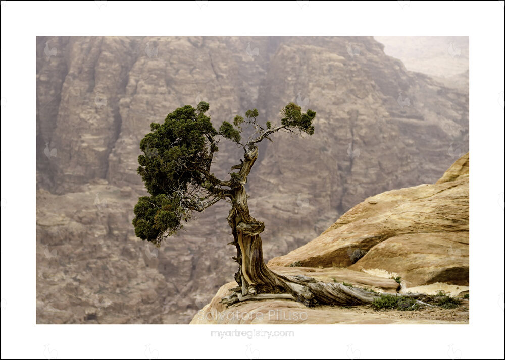 Resilienza, 2018 - 1/10 - Hahnemuhle Photo Luster 70x50 cm