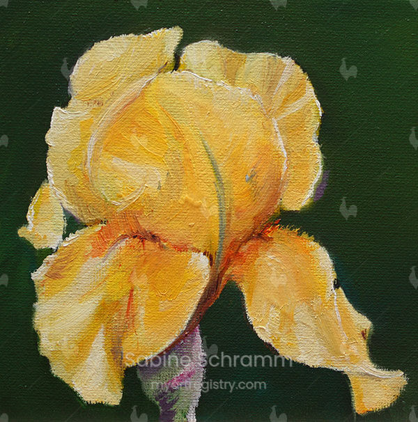 Gelbe Iris (Werk 091208)