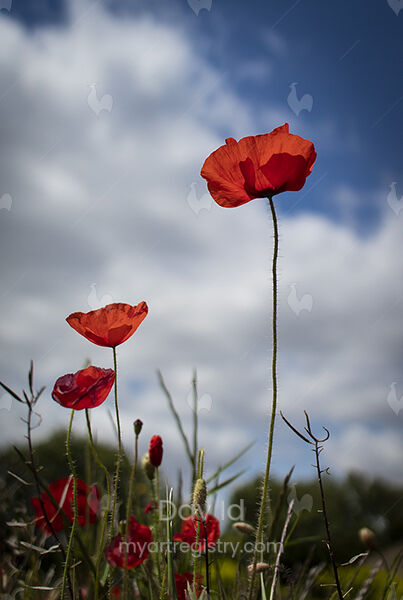 Coquelicots N°1