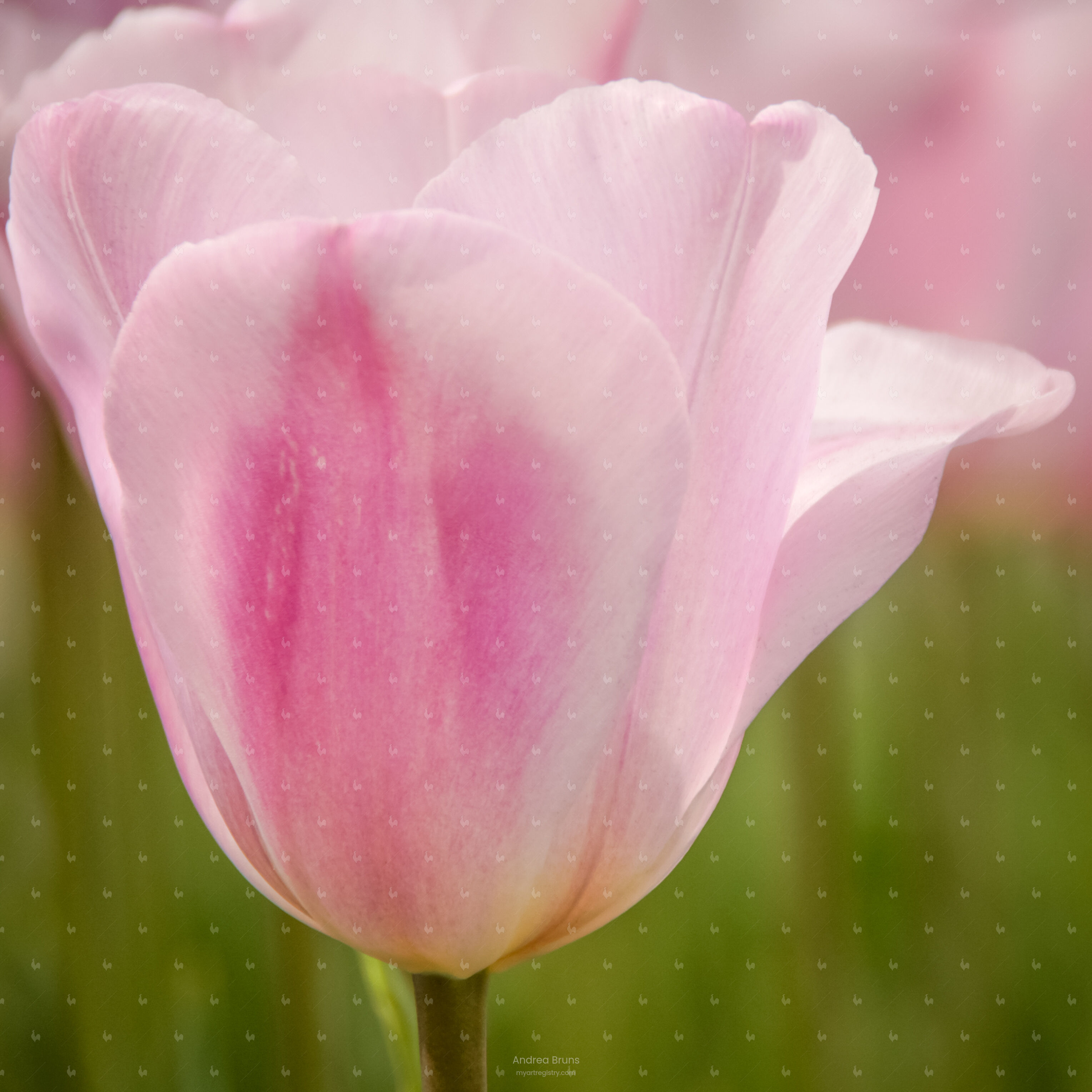 Magical Tulip Garden