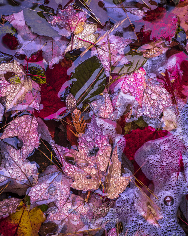Fallen Autumn Leaves