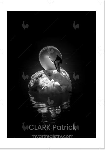 Le cygne de lumière