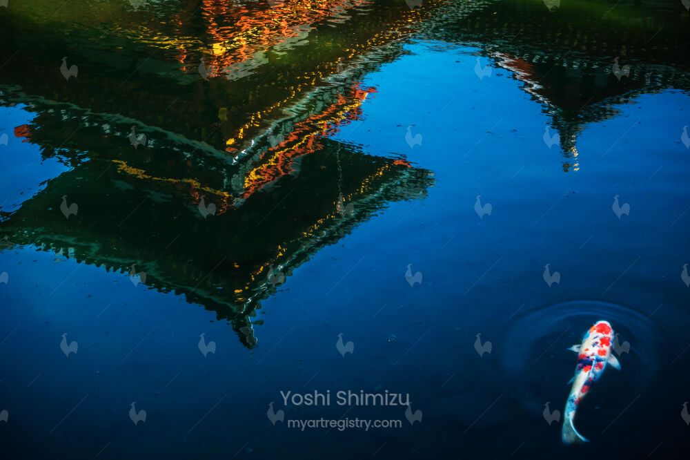Koi, Japan 2015