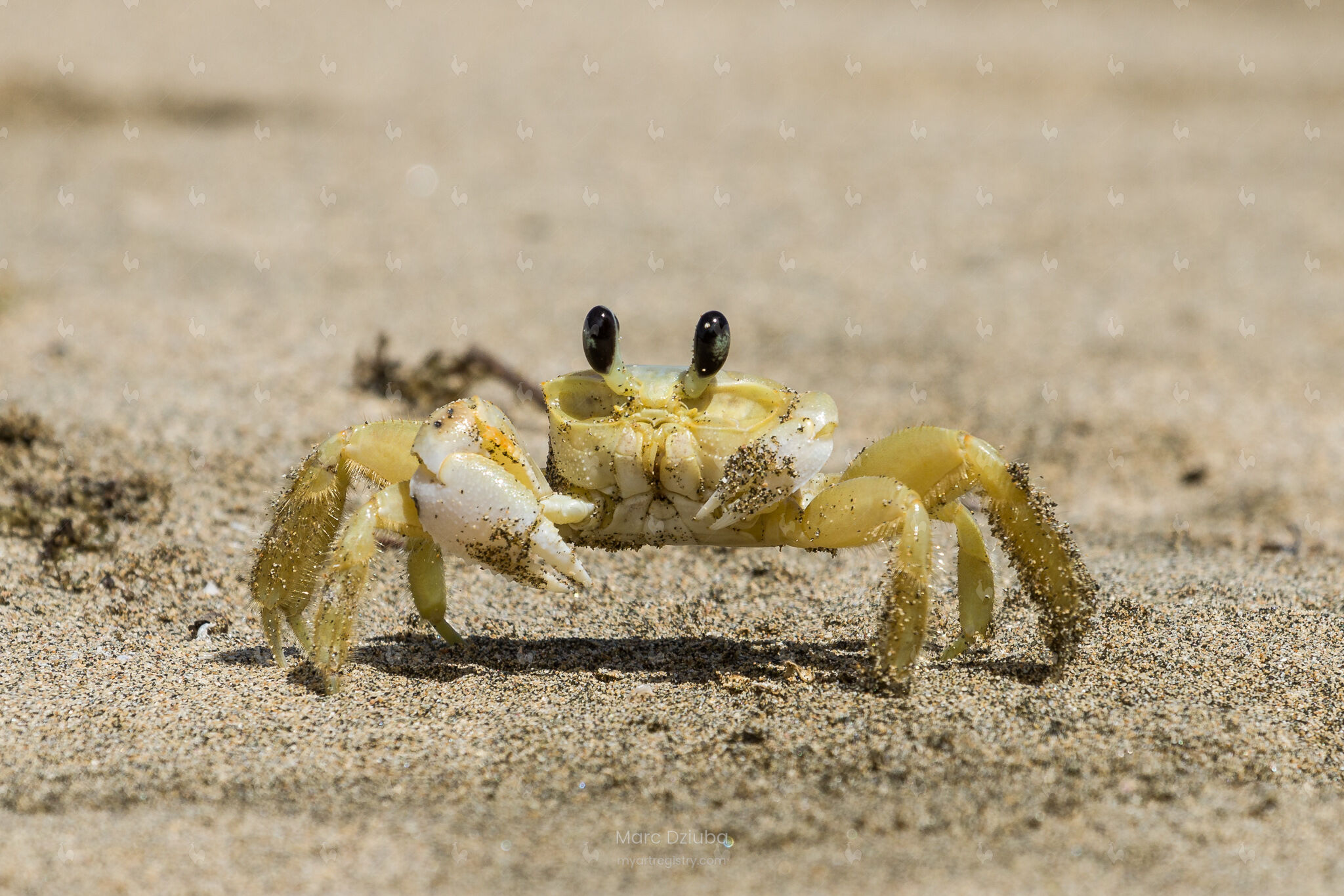 Yellow Crab