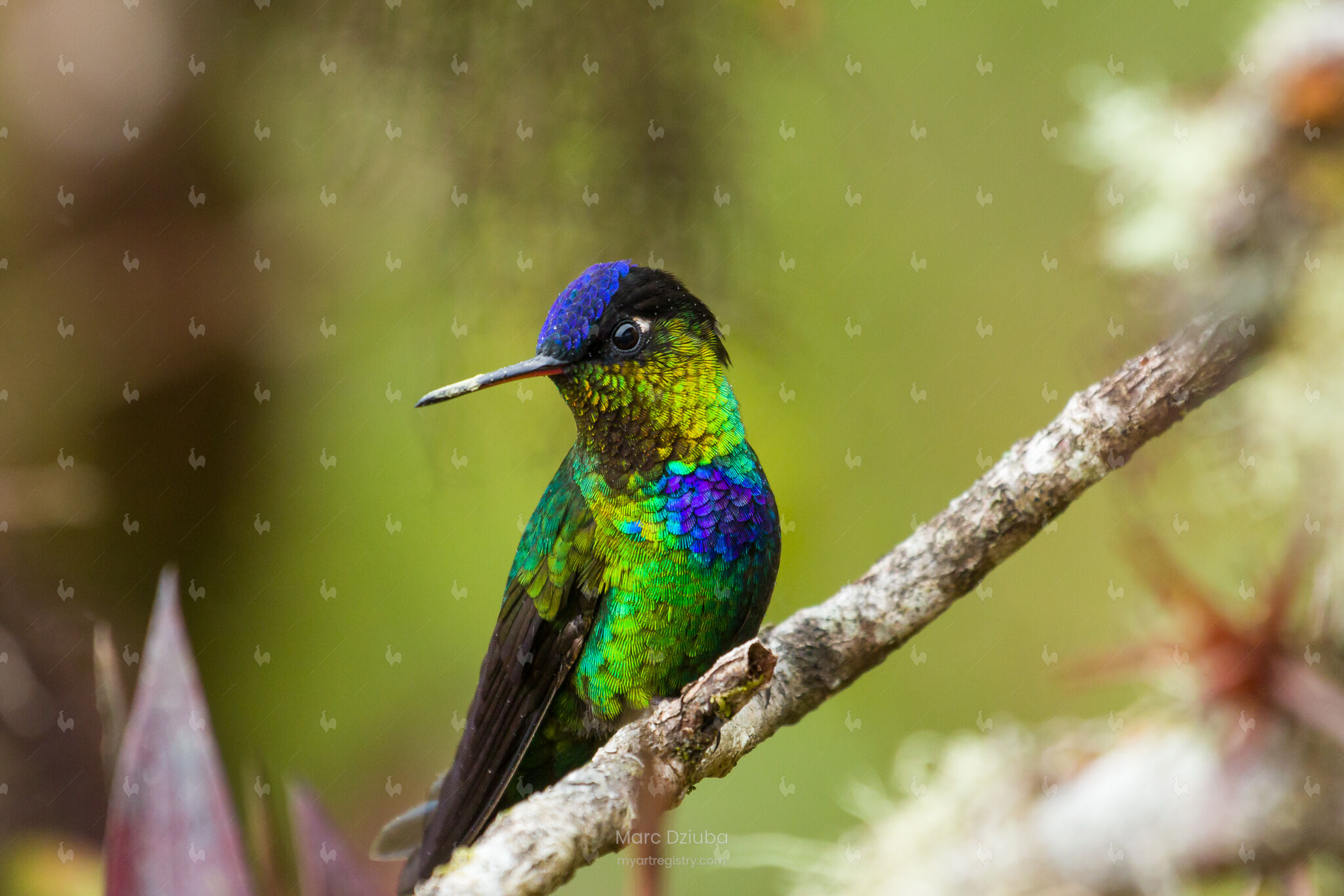 Hummingbird