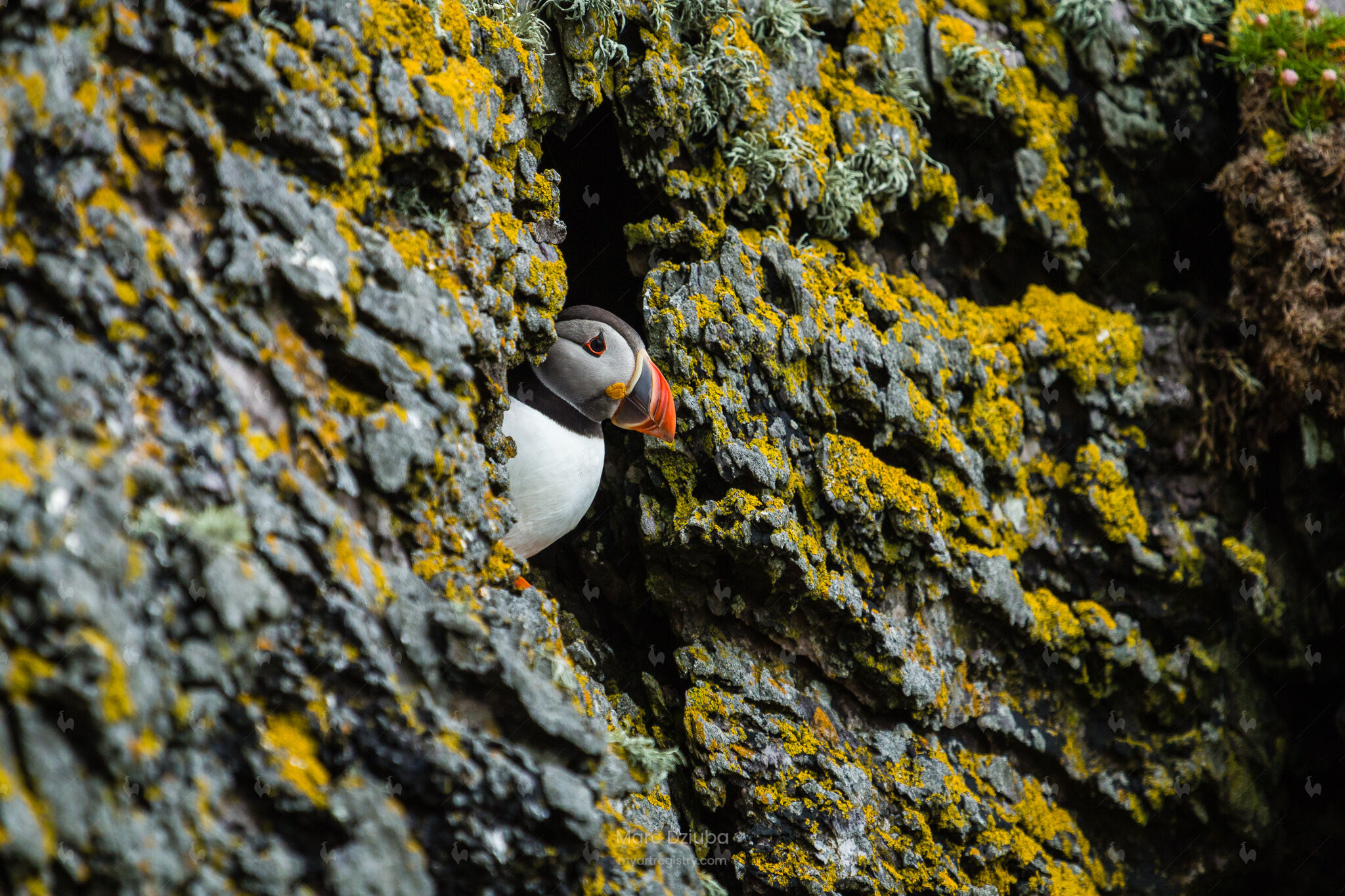 Puffin