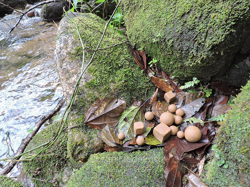 Segunda Natureza 3