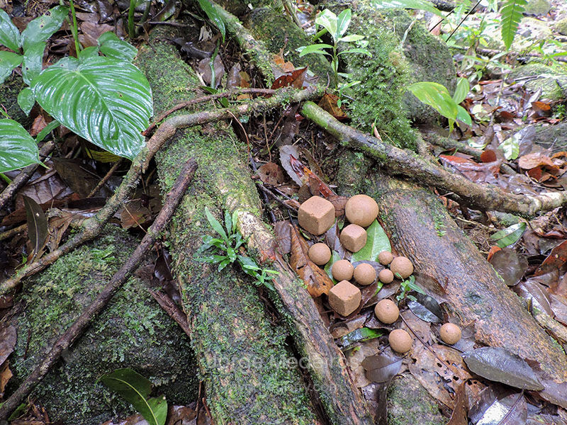 Segunda Natureza 2