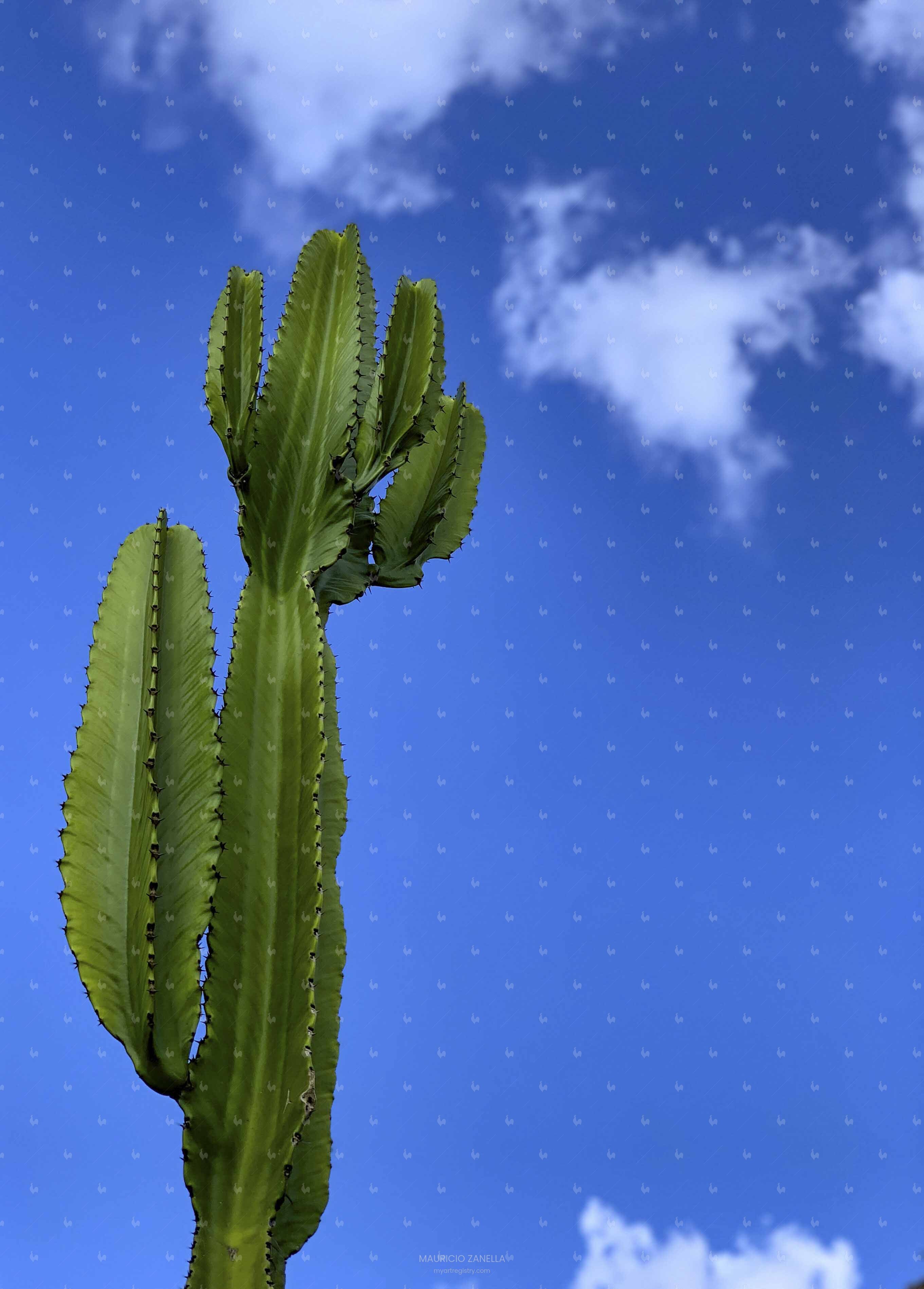 Cactus sob céu azul