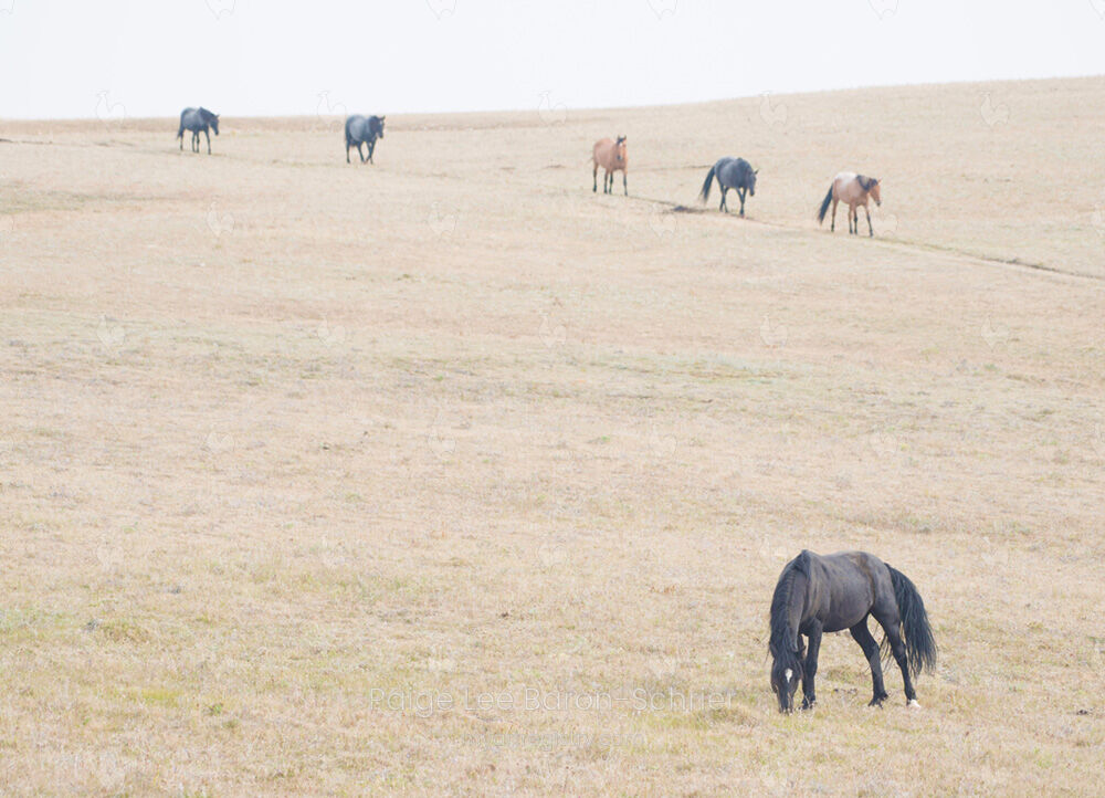 Mustangs of Pryor Mountain