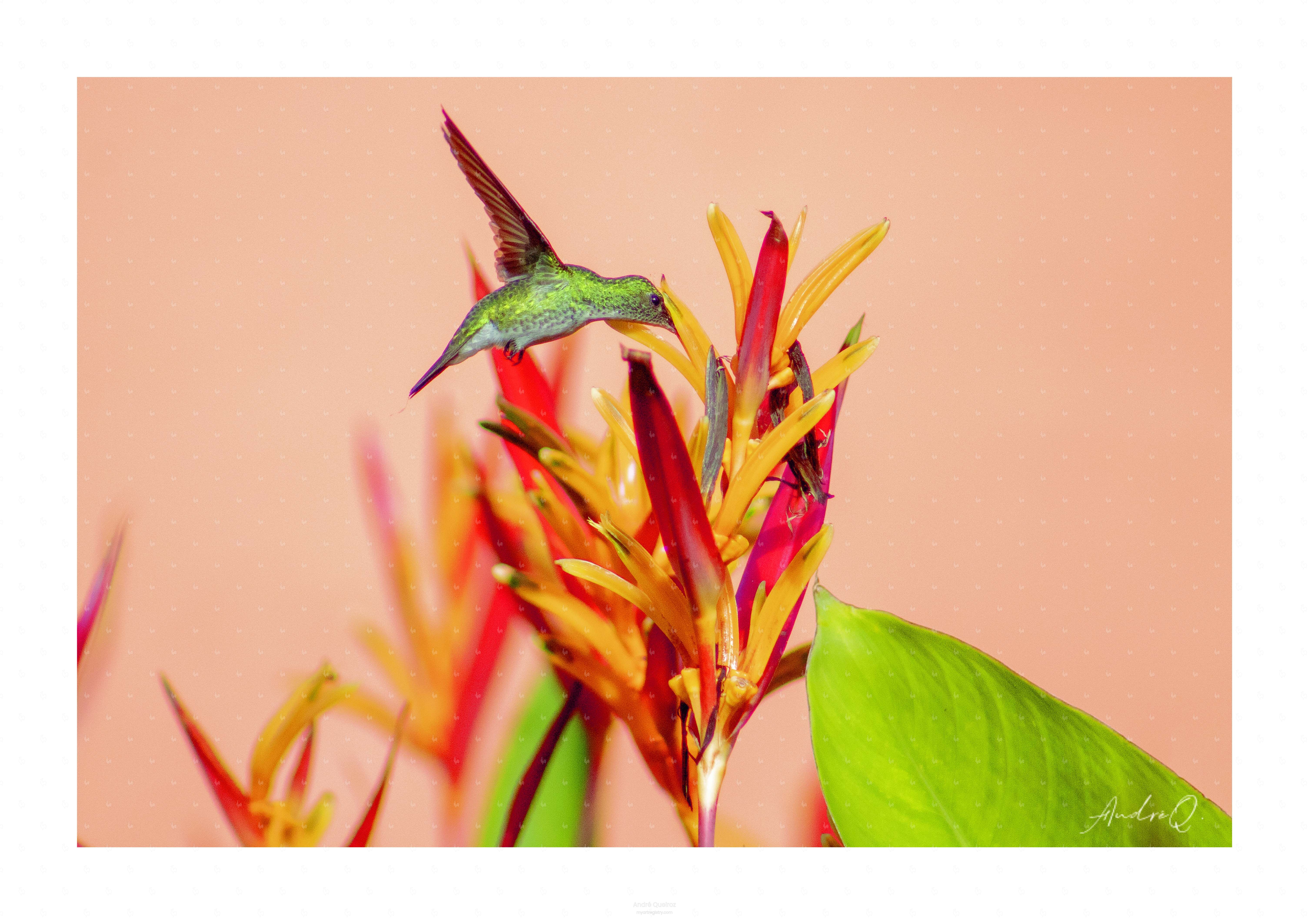 Beija-flor 2 - VWZKXZTZE