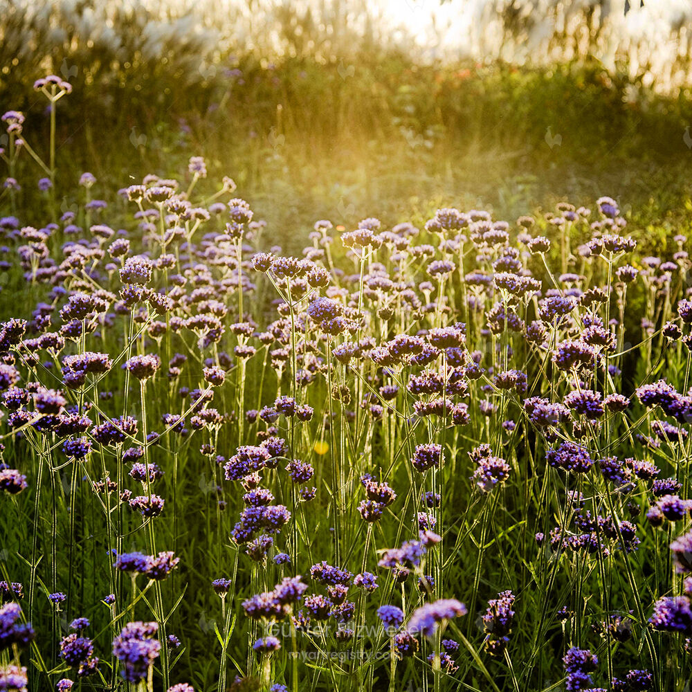 "Flowers"