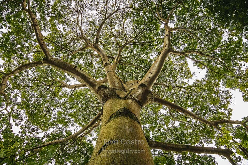 Samaumeira