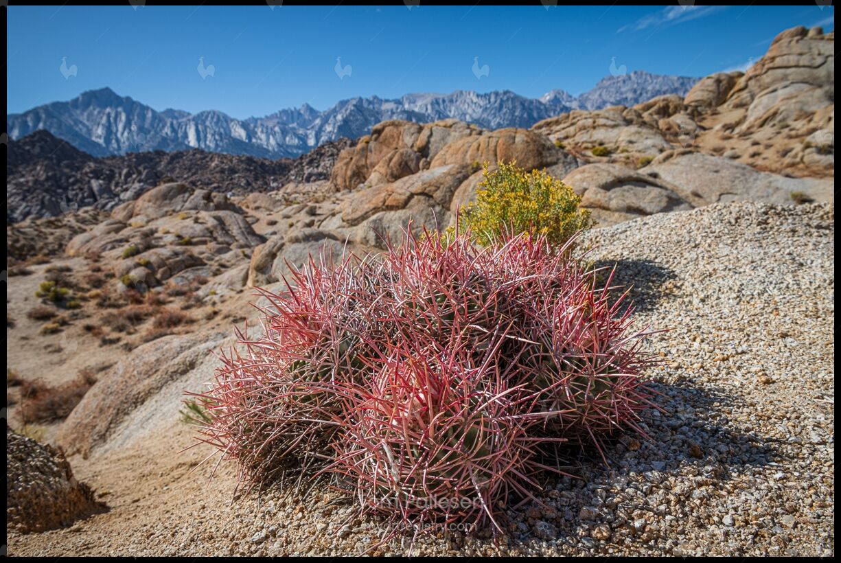 Cactus near Sierra Nevada