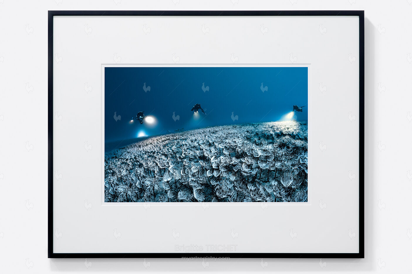 Le champ de sabelles, Sabella pavonina, Phare de la Cassidaigne, Cassis, - 72...