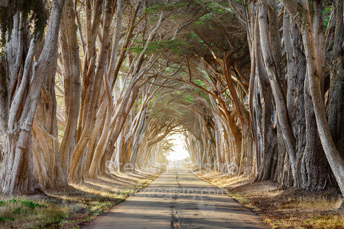 Tree Tunnel Morning - Point Reyes (60x45)