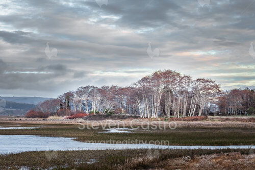 Trees and Marsh - Inverness (33x22)