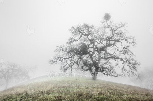 Oak Trees in Fog Study 3 (24x16)
