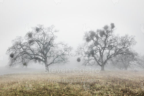 Oak Trees in Fog Study 2 (24x16)