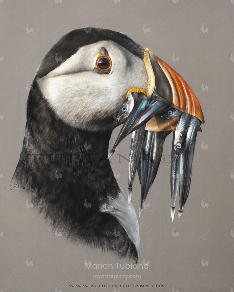 Puffin