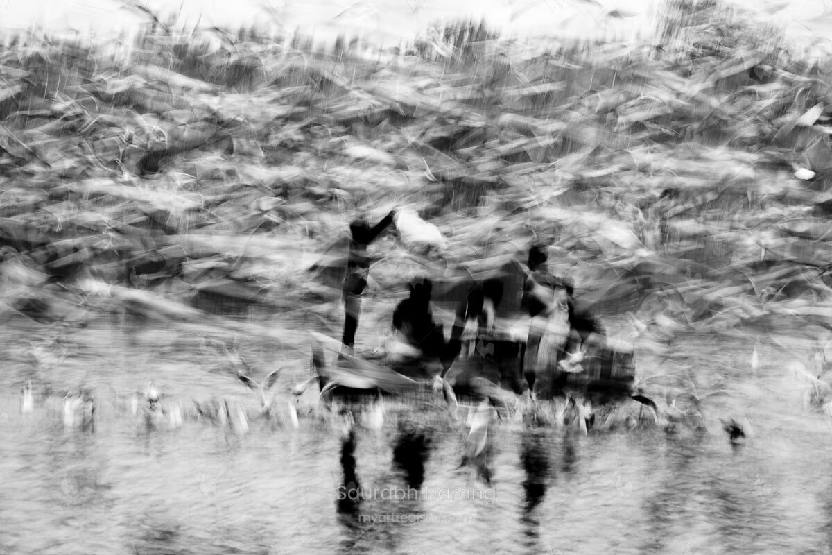 Migratory Birds