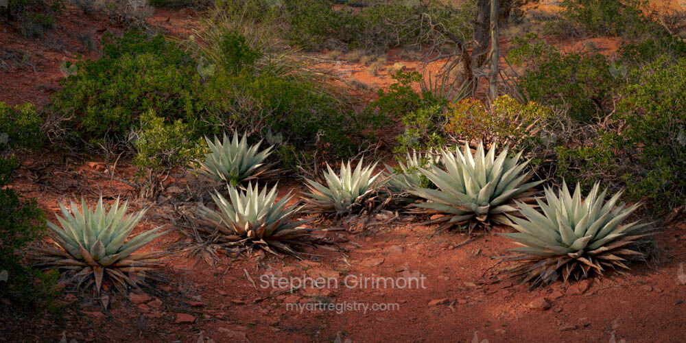 Agave Grove