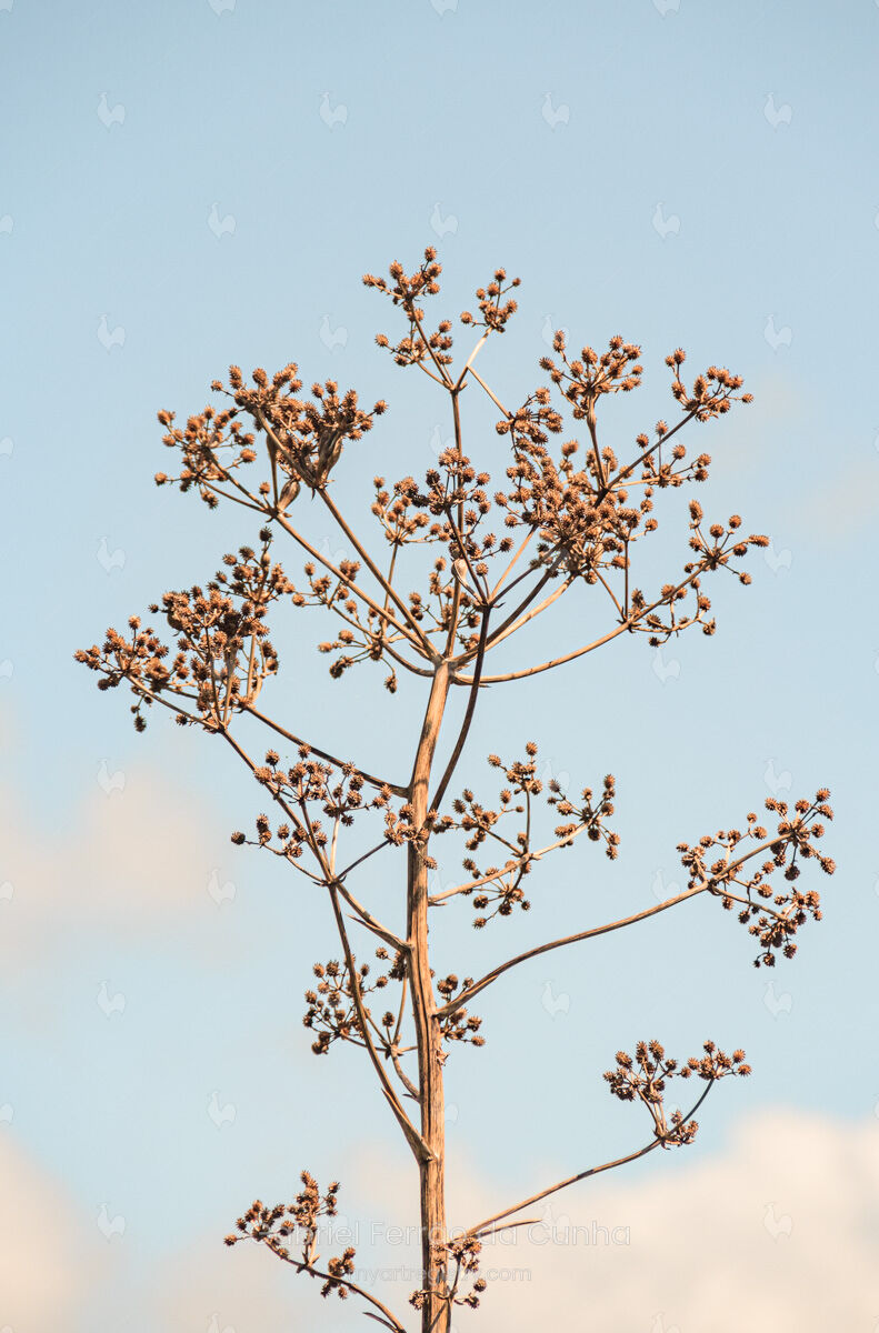 Agave