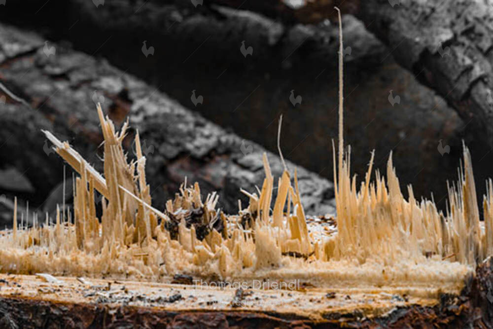 Lignum Flagranti