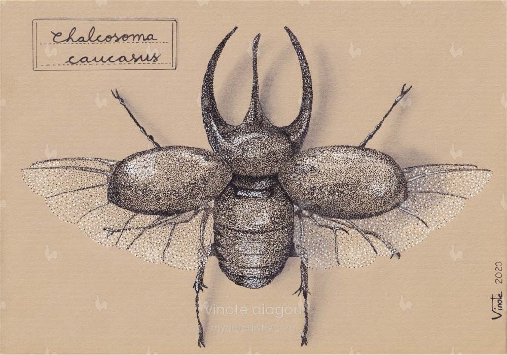 "Chalcosoma Caucasus"