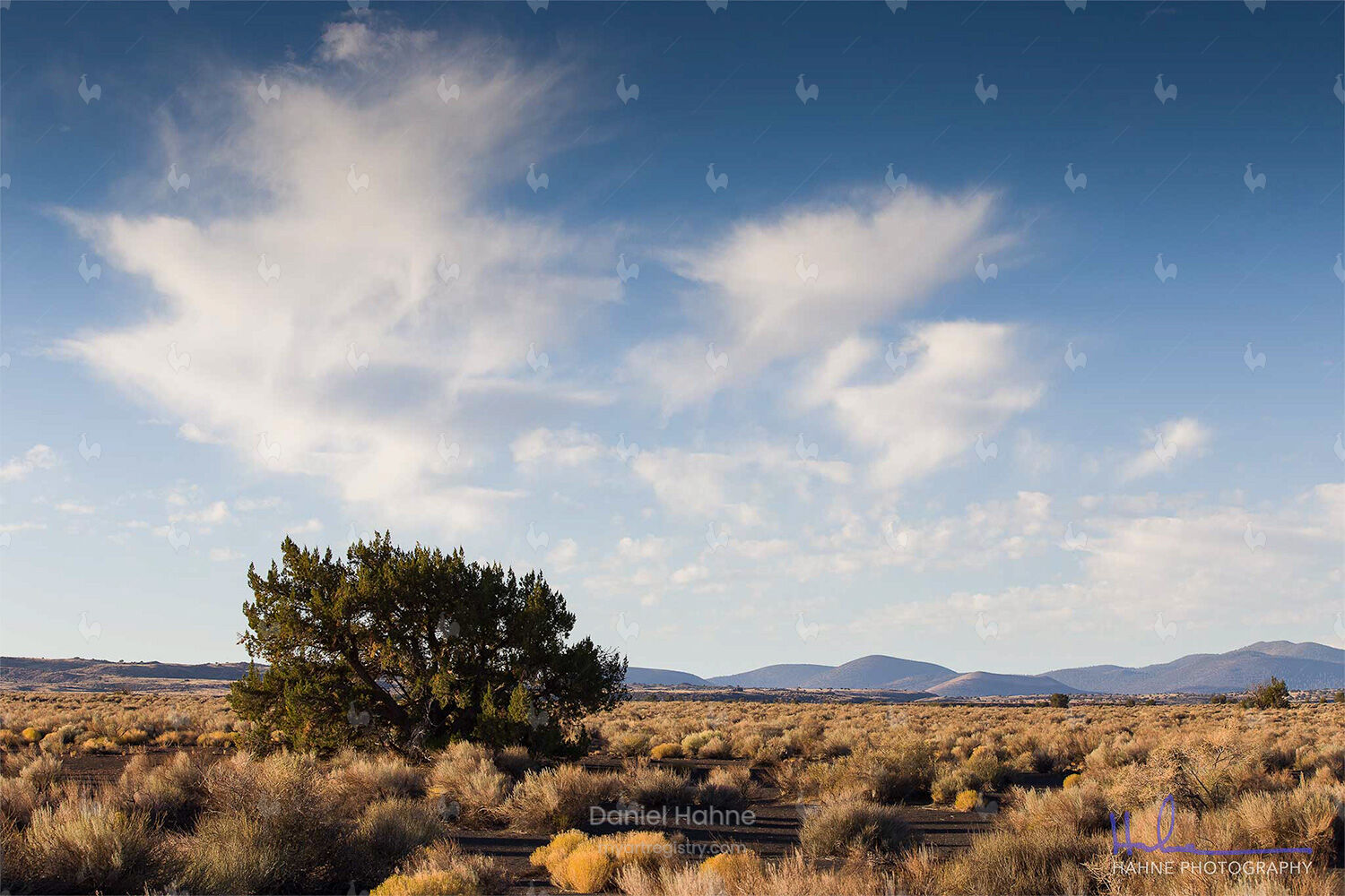 Juniper in Morning Light