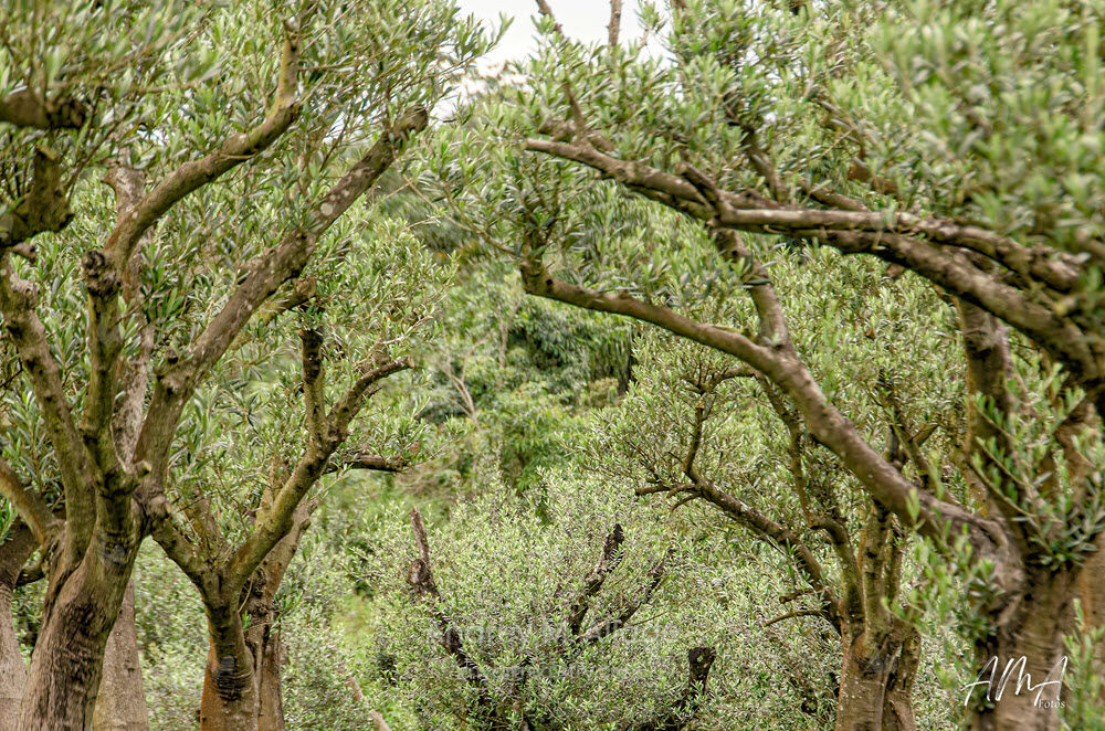 Natureza em Harmonia