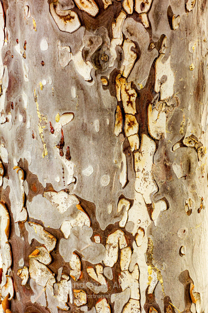 NATUREZA CRIATIVA