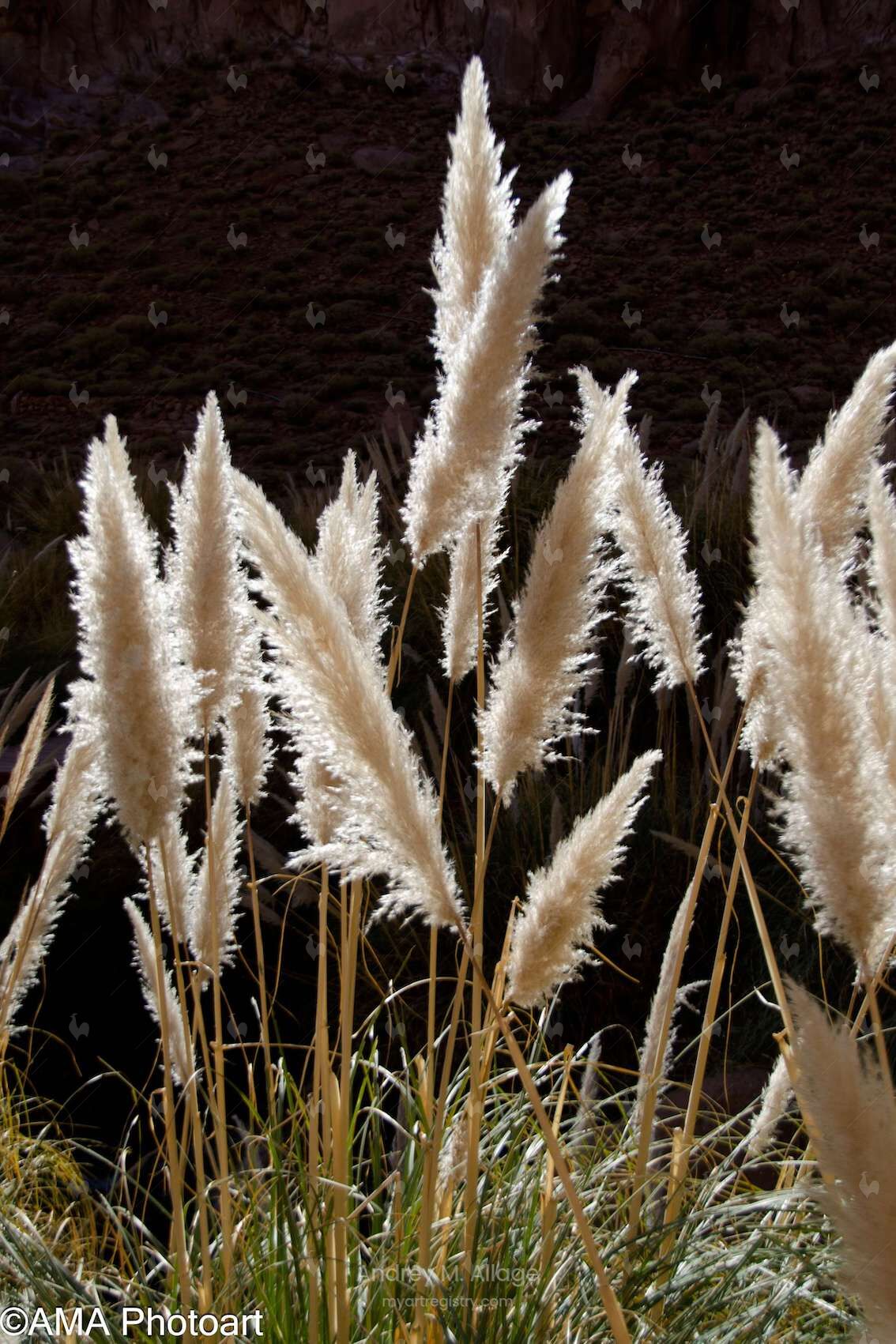 PLUMAS FLUTUANTES