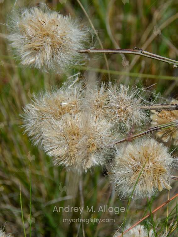 CAMPO EM FLOR
