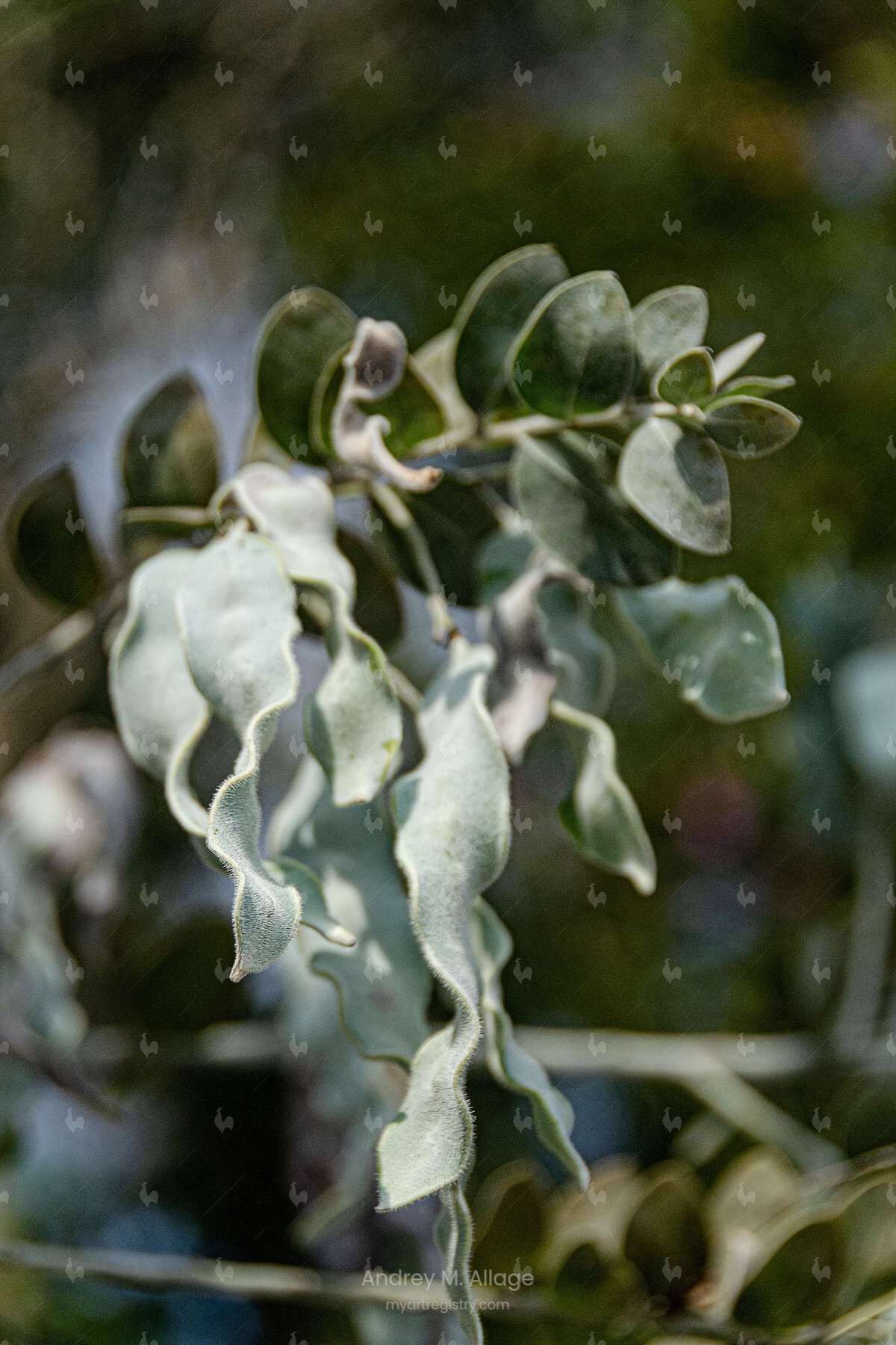 DO MEU JARDIM