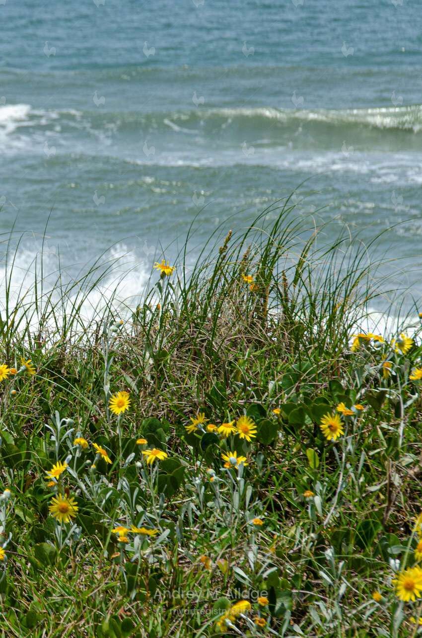 PRIMAVERA NA AREIA (D)