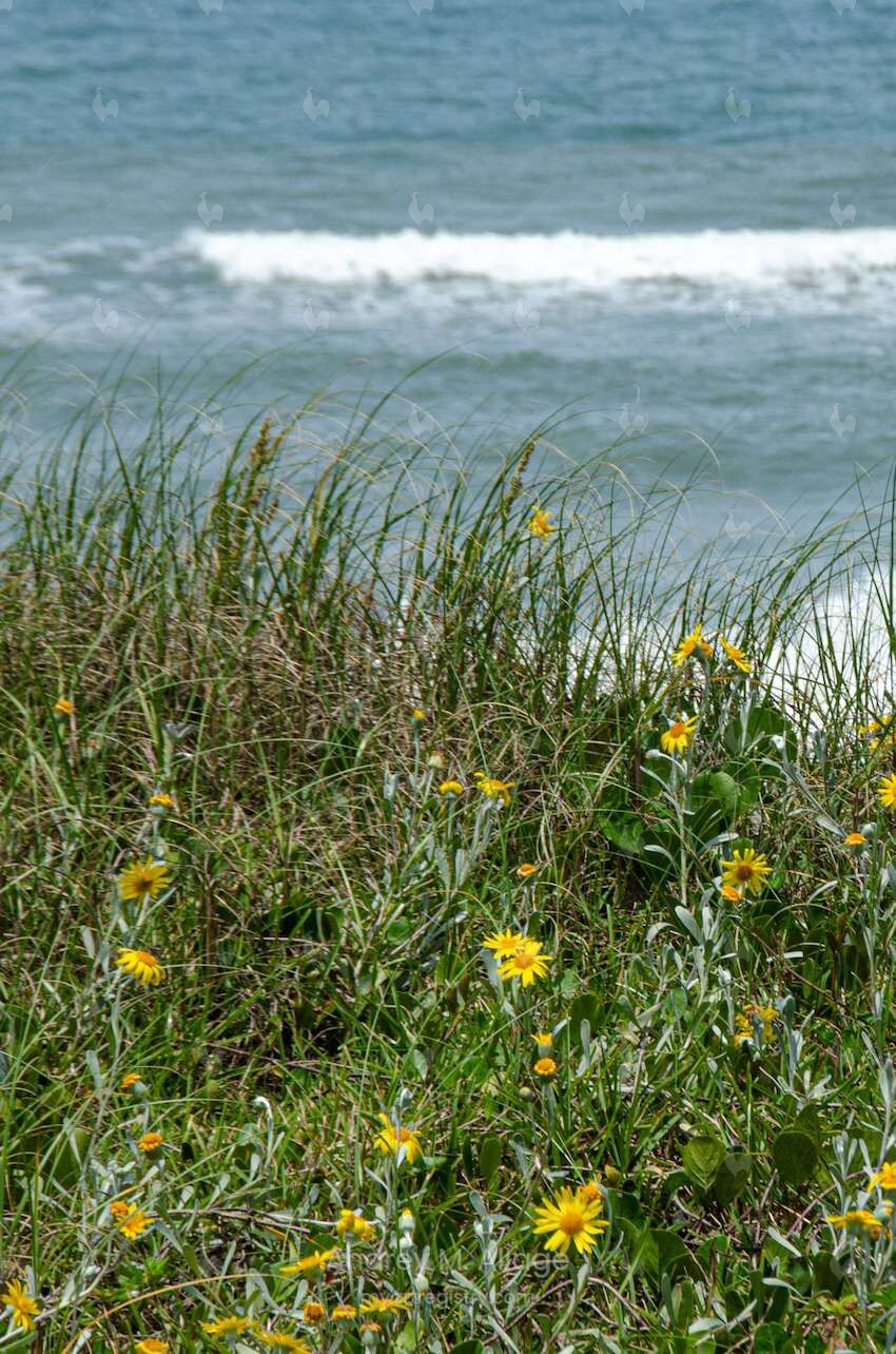 PRIMAVERA NA AREIA (E)