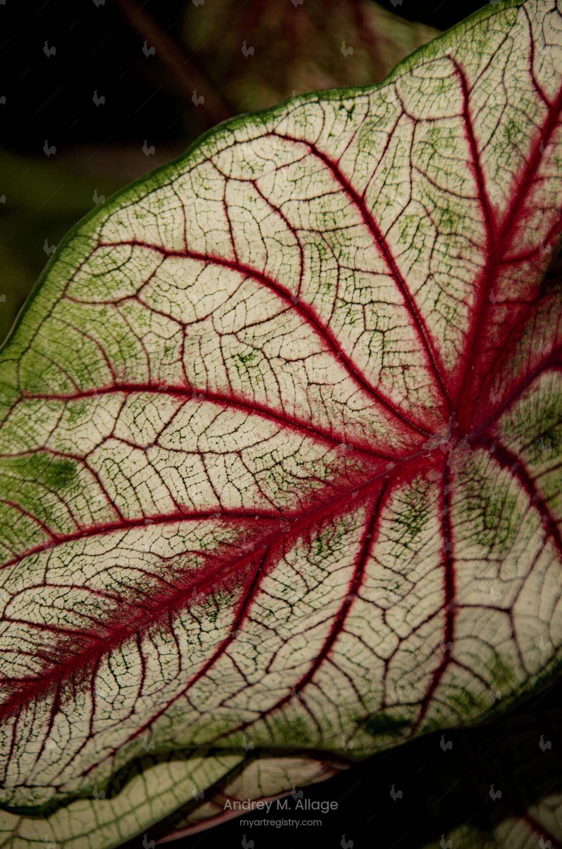 CALADIUM