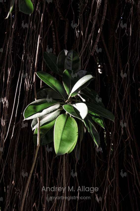 Seringueira