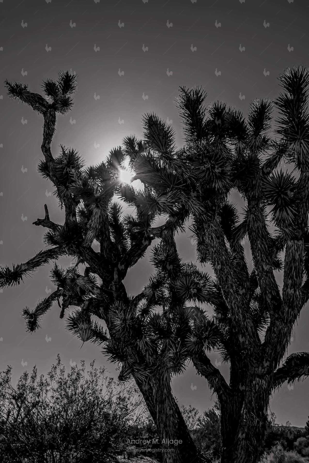 Joshua Tree