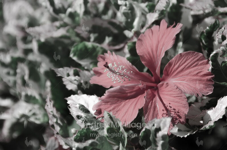 Hibiscus